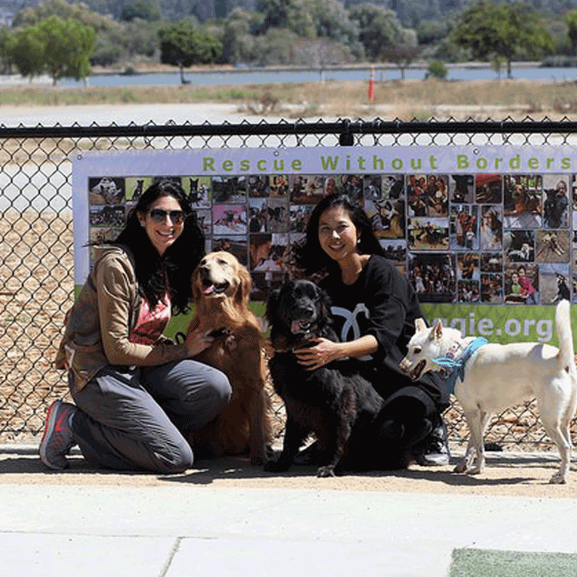 Mary's Dogs, Mary's Doggies, Adopt, Dog adoption, Puppy adoption, Formosan Mountain Dog, 